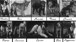 Pavlov's Dogs (from Tully, 2003)
